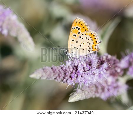 beautiful butterfly in nature . In the park in nature