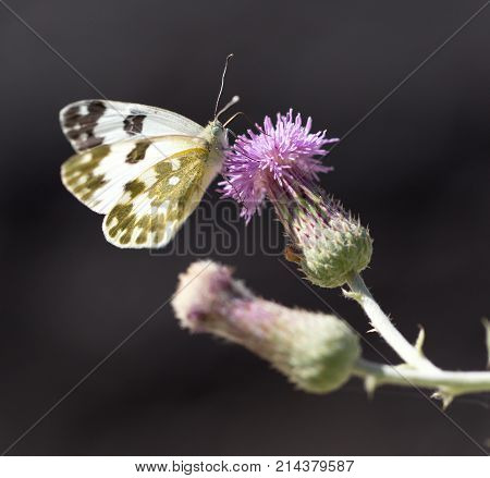 beautiful butterfly in nature . In the park in nature