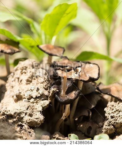 toadstool mushroom in nature . In the park in nature