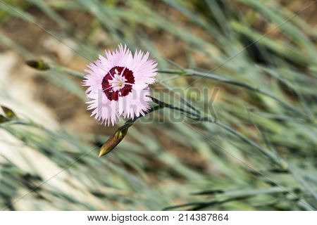 Dianthus Plumarius Cottage Pinks (carnation)