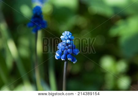 High resolution Muscari flower or grape hyacinth