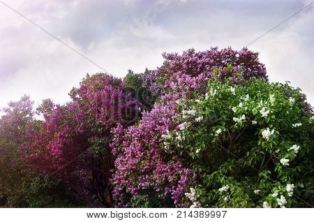 Spring branch or tree of blossoming lilac, colorful purple and white lilac