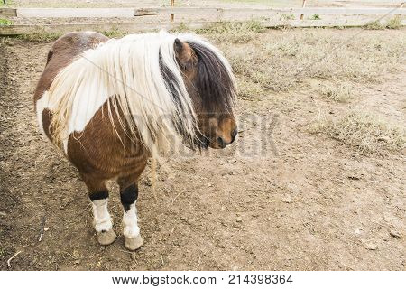 Portrait Of A Pony. Pony In The Countryside.