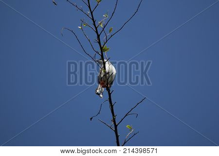 Red Whiskered Bulbul Bird On Tree