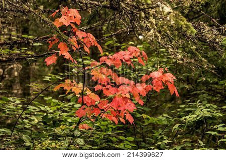Ontario Algonquin National Park Colorful Trees And Maple Leaves With Colorful Vegetation Fall Time C