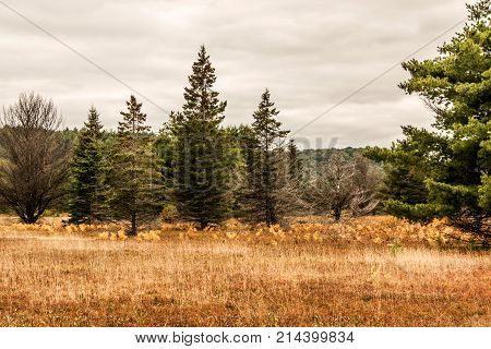 Ontario Algonquin National Park Colorful Trees Vegetation Fall Time Called Indian Summer