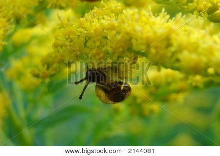 Snigel