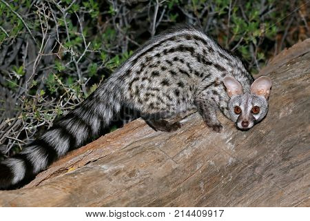 Large-spotted genet (Genetta tigrina) in natural habitat, South Africa 