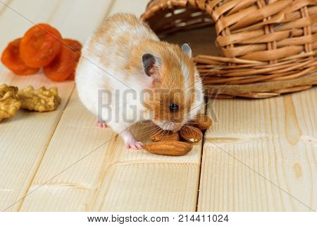 A small hamster eats an almond nut at his wicker house.