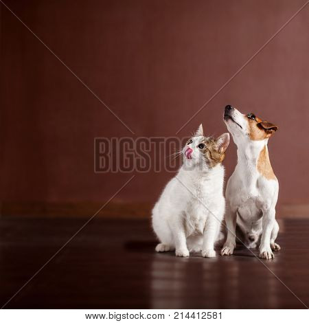 Dog and cat looking up. Friends pets 