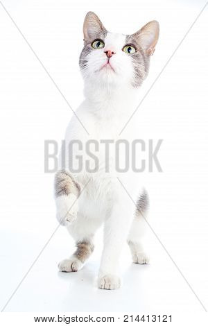 Domestic cat on isolated white background. Cat wanting food. Trained cat. Animal mammal pet. Beautiful grey white cat young kitten on isolated white studio photo background. Cat with beautiful eyes. Cat posing.