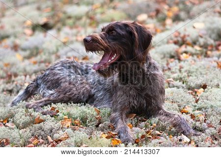 resting hunting dog german wirehaired pointer outdoors