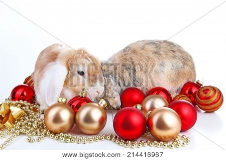 Lop and rabbit together. Animal friends. Sibling rivalry rabbit bunny pet white fox rex satin real live lop widder nhd german dwarf dutch lop bunny bunnies. Christmas animals. Christmas pets. Photo.