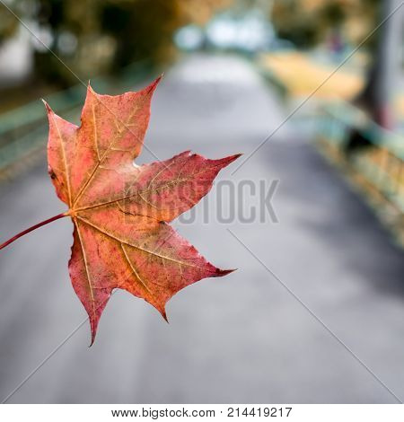 Front view of an an autumn orange and red maple leaf. Park path background. Focus on foreground