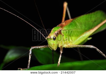 Græshoppers - er du kigger på mig