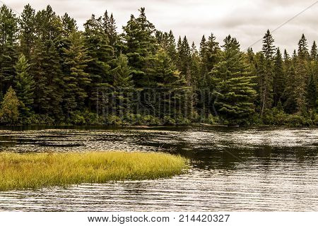 Grey Heron hunting for fish on flooded area Ontario, Canada. Great lake of algonquin national park on the background