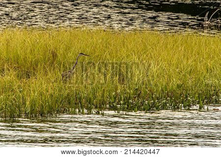 Grey Heron hunting for fish on flooded area Ontario, Canada. Great lake of algonquin national park on the background