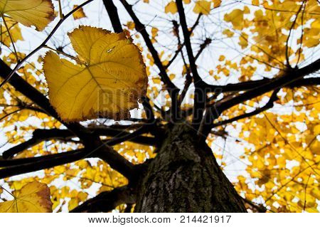 Yellow tilia (lime trees) leaves and trunk in an autumnal day. for fall and sesonal concept