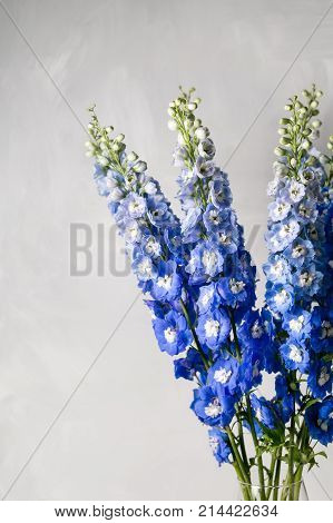 Blue delphinium flower with green leaves on light gray background. copy spae
