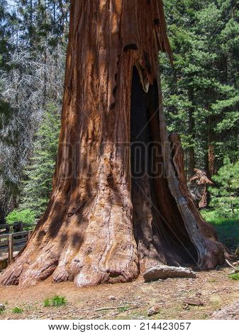 scenery at the Sequoia and Kings Canyon National Park with sequoia tree closeup in California USA