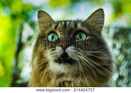 The Cat Looks You In The Eye
