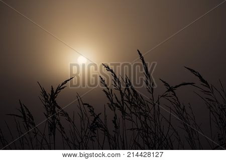 A wheatfield backlit against sun during foggy morning.
