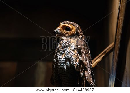 White-browed Hawk Owl In Zoo. Ninox Superciliaris