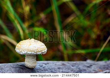 Mushrooms growing on the trunk of a fallen tree