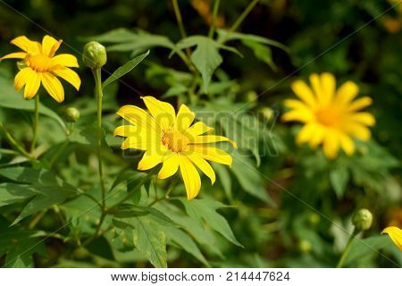 Nitobe Chrysanthemum Flower Or Mexican Sunflower