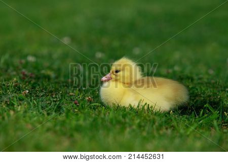 The little yellow duckling on green grass