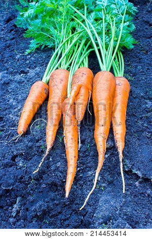 Fresh orange carrots lying on black sandy soil