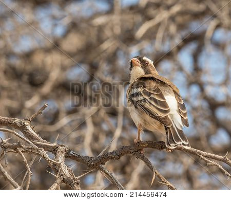 A White-Browed Sparrow-Weaver perched on a thorn tree in the Kgalagadi Transfrontier Park straddling South Africa and Botswana.
