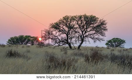 Sunrise in the Kgalagadi Transfrontier Park straddling South Africa and Botswana.