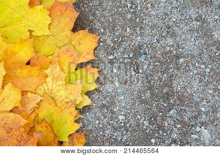 autumn background eason leaf flora pattern plant tree golden