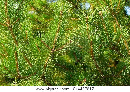 Thick branches of pine natural background. The symbol of the new year and Christmas