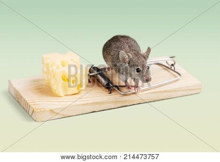Mouse cheese trap close up background nobody isolated