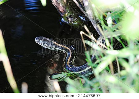 A Plains Garter Snake Enters Water Trying To Swim Away