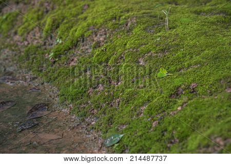 Mosses Are Small Flowerless Plants In A Nature