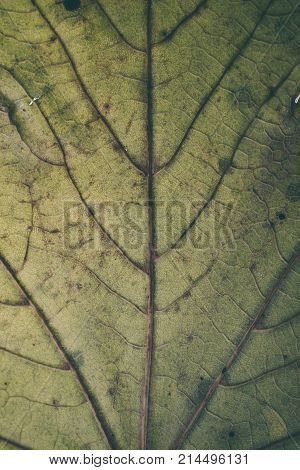 Green leaf texture and background. Macro view of green leaf texture. Organic pattern. Abstract texture and background for designers. Green leaves background. Close up of green leaf texture.