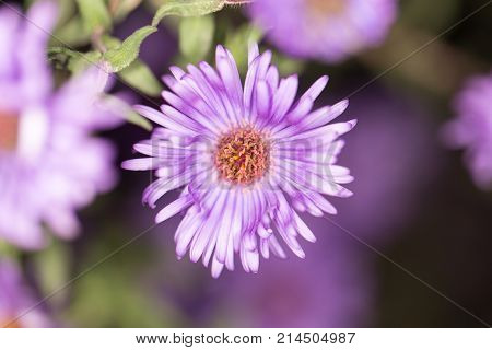 beautiful purple flower in nature . In the park in nature