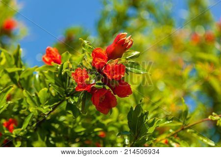 red garnet flowers on a branch, bush and flowers of pomegranate