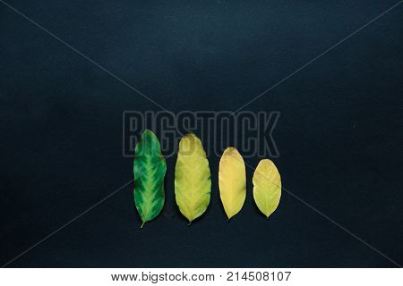 Colorful fall leaves on the slate background