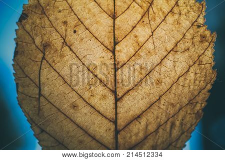 Brown leaf texture and background. Macro view of dry leaf texture. Organic and natural pattern. Abstract texture and background for designers. Dry leaves background. Close up of brown leaf texture.