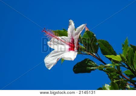 Hibiskus