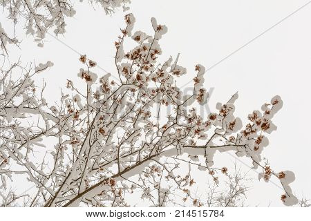 Winter Forest Nature Trees Maple Branch Snow Day Cold Maple Seeds