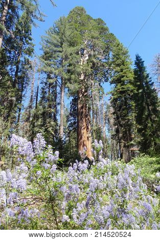 scenery at the Sequoia and Kings Canyon National Park with sequoia trees in California USA