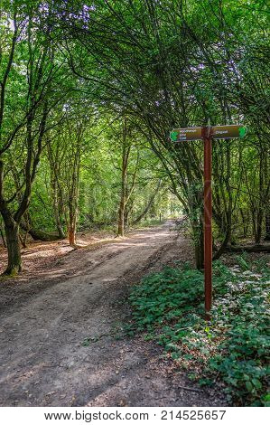 Forest path with sign post and lovely dappled lighting. Summer shot looking along the path.