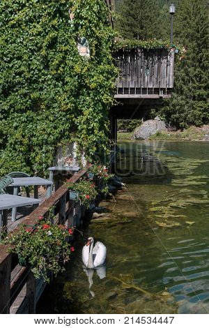 White Swan In Mosigo Lake Near Italian Dolomites Alps Scenery