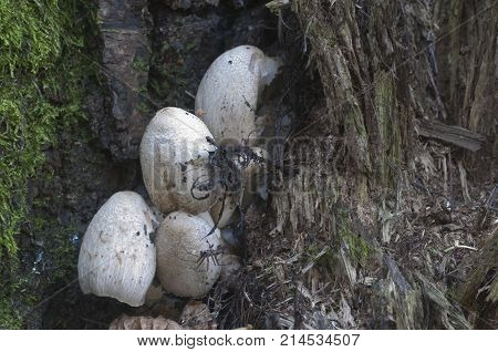 Coprinus atramentarius mushrooms in autumn close up