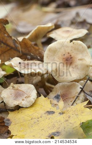 Pholiota lubrica mushrooms jn a soil with autumn leaves